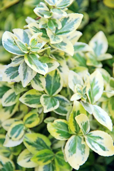 Bahçede Yetişen Euonymous Wintercreeper Bitkileri Güzel Desenli Bitki Yeşil Bitkilerin — Stok fotoğraf