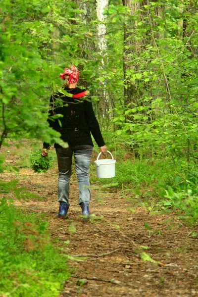 森の道を歩いてブルーベリーを集めてる 森の中にブルーベリーのバケツを持つ女の子 女性の手にブルーベリーの枝 ブルーベリーの作物 — ストック写真