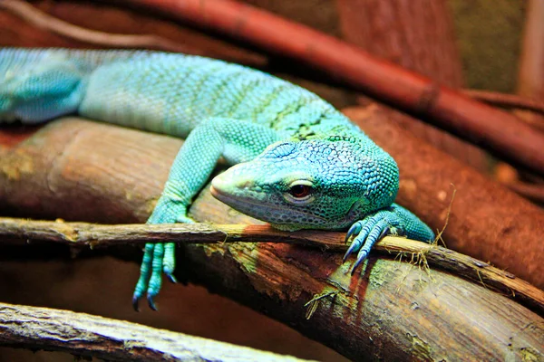 Lagarto Verde Acostado Una Rama Madera Zoológico Lagarto Verde Duerme — Foto de Stock