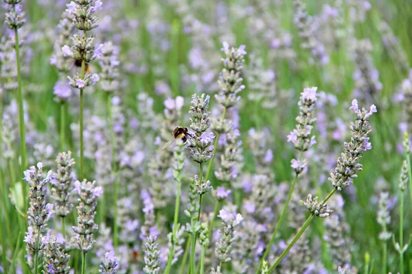 Bumblebee Collecting Nectar Lavender Flowers Summer Field Bumblebee Flower Beautiful — Stock Photo, Image