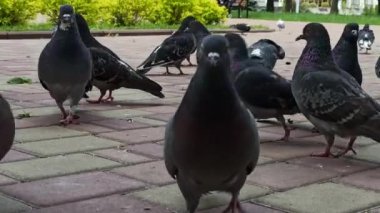 Birçok güvercin yerde yemek yiyor. Şehir güvercini besleniyor. Güvercin sürüsü yolda kırıntı yer. Güneşli bahar gününde parkta ekmek kırıntıları yiyen bir grup güvercin. İnsanlar yemek yiyen şehir kuşları.
