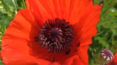 Kırmızı gelincik çiçeğinden nektar topluyorum. Arı çiçeğin içine tırmanıyor. Kırmızı gelincik ve arı yaklaşıyor. Çalışkan böcek nektar toplar.