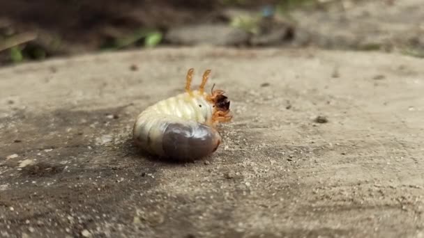 Λευκή Και Άσχημη Προνύμφη Του Μαΐου Bug Κινείται Ξύλινη Επιφάνεια — Αρχείο Βίντεο
