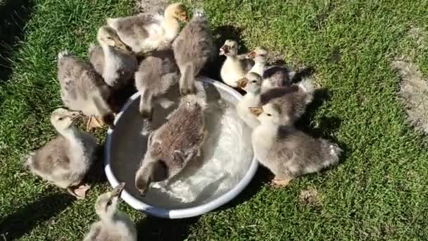 Jongen Kuikens Drinken Water Uit Plaat Het Gras Bij Pluimvee — Stockvideo