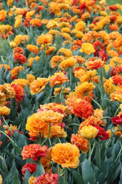 Şehirde güzel Terry laleleri çiçek açıyor. Güzel bahar çiçekleri. Çok renkli Terry laleleri