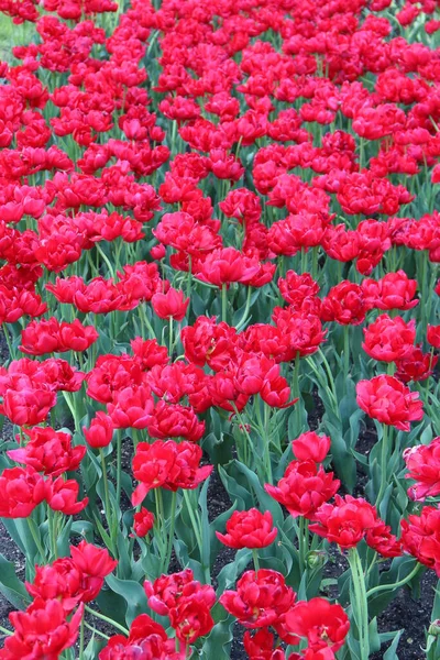 Red tulips on flower bed in garden. Red tulips planted in garden. Springtime garden. Beautiful spring flowers of red tulips in the garden