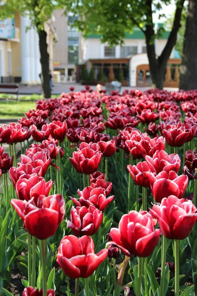 Lindas Tulipas Lilás Amarelas Canteiro Flores Flores Primavera — Fotografia de Stock