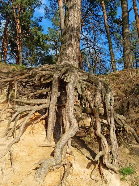 Kiefer Mit Riesigen Wurzeln Wald Kiefernwurzel Wächst Über Dem Boden — Stockfoto