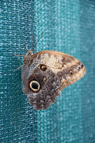 蝴蝶坐在墙上 美丽的蝴蝶坐在网上 蝴蝶的宏观 — 图库照片