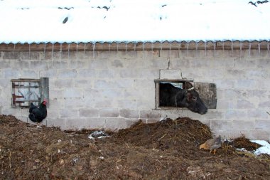 Kırmızı tuğla duvardaki barakanın penceresinden dışarı bakan inek. Çiftlik hayvanları konsepti. Çiftlik hayvanları. Çiftlikte yaşayan inek. İnek kafası çiftlikteki açık pencereden dışarı bakıyor. İnek kafası.