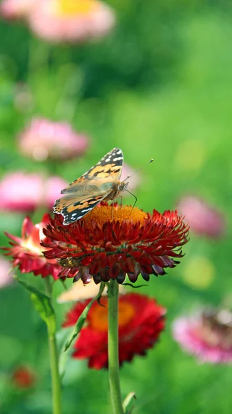 夏の庭に咲く花に蜜を収集するヴァネッサCarduiの蝶 黄色の蝶のマクロヴァネッサCardui花の上に座っている 絵を描く女性 — ストック写真