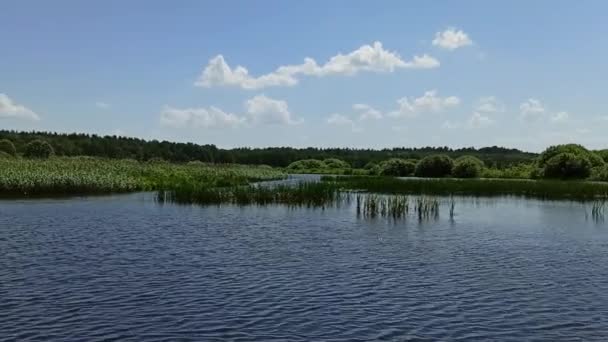 Magas Nádas Tájkép Rohanó Tóval Vad Természet Zöld Kefével Nádból — Stock videók