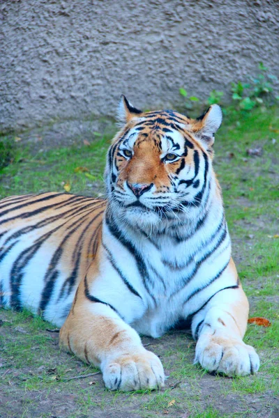 Tygrys Bengalski Leżący Trawie Piękny Tygrys Mieszkający Zoo Wielki Drapieżny — Zdjęcie stockowe