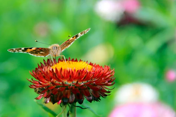 Mariposa Vanessa Cardui Recogiendo Néctar Flor Floreciendo Jardín Verano Macro — Foto de Stock