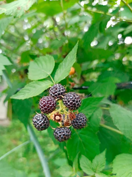 라즈베리는 덤불에 리페루 탈리스가 나뭇가지에 라즈베리를 클로즈업 합니다 Rubus Occidentalis — 스톡 사진