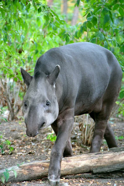 Svart Tapir Som Bor Skogen Närbild Porträtt Tapir Tittar Kameran — Stockfoto