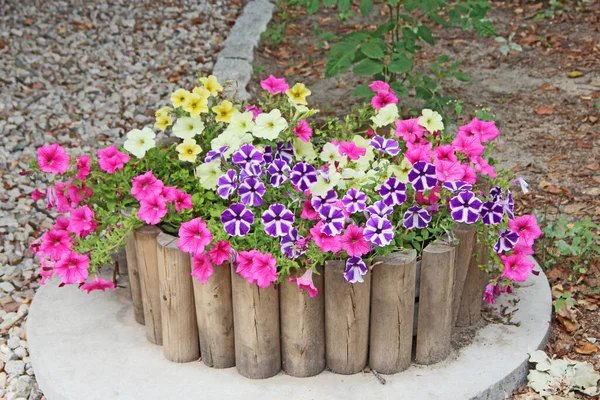 Verschillende Bloemen Van Petunia Bloeien Bed Gemaakt Van Houten Planken — Stockfoto