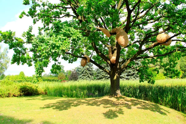 Large oak tree with artificial hornet\'s nests in summer park. Sprawling oak tree with hornet\'s nest near lake with cane. Big oak with tender shadow in hot summer day