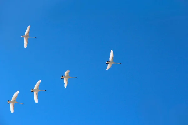 青い空を飛ぶ白鳥の群れ 白鳥の群れ青空に飛んでいます 渡り鳥は澄んだ空を飛ぶ 5羽の白鳥が祖国へ飛んでいく 天国の美しい鳥 — ストック写真