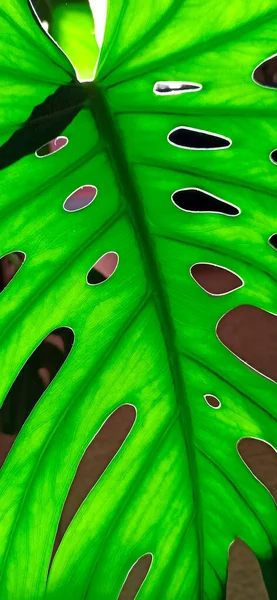 緑のモンステラの葉 自然な質感 植物の緑の葉からのパターン 太陽の光の下での怪物の葉 自然パターン — ストック写真
