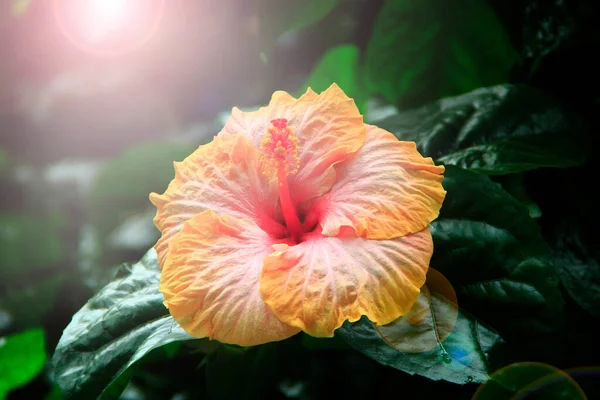 Krásná Květina Ibišku Slunečných Paprscích Žlutý Ibišek Kvetoucí Džungli Ibiškový — Stock fotografie