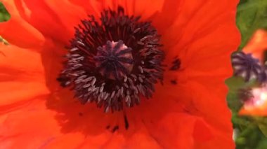 Arı, kırmızı gelincik çiçeğinden nektar topluyor. Arı çiçeğin içine tırmanıyor. Kırmızı gelincik ve arı yaklaşıyor. Çalışkan böcek nektar toplar.