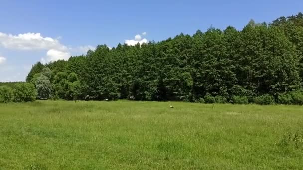 Reunião Cegonhas Campo Perto Floresta Paisagem Verão Com Pássaros Floresta — Vídeo de Stock