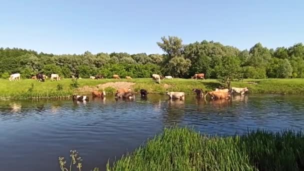 夏の緑の農場牧草地で牛の放牧 川の近くの牧草地で牛の放牧風景 牛は川の近くで緑の草を食べる 川杖と家畜のパノラマ — ストック動画