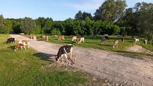 Αγελάδες Επιστρέφουν Από Βοσκότοπους Στο Χωριό Επιθετικός Ταύρος Κοπάδι Αγελάδων — Αρχείο Βίντεο