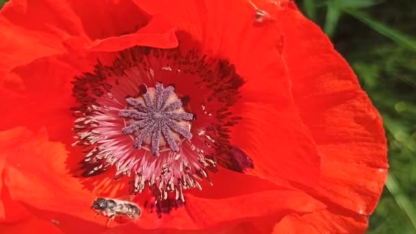 赤いケシの花の雄しべから蜜を集める蜂 蜂は花の中を登る 赤いケシと蜂が閉じます 勤勉な昆虫は蜜を集める — ストック動画