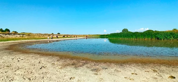 Landscape with drying up lake. Lake with water blowing out. Ecological catastrophy. Ecology problems. Women shepherds graze cows near the pond