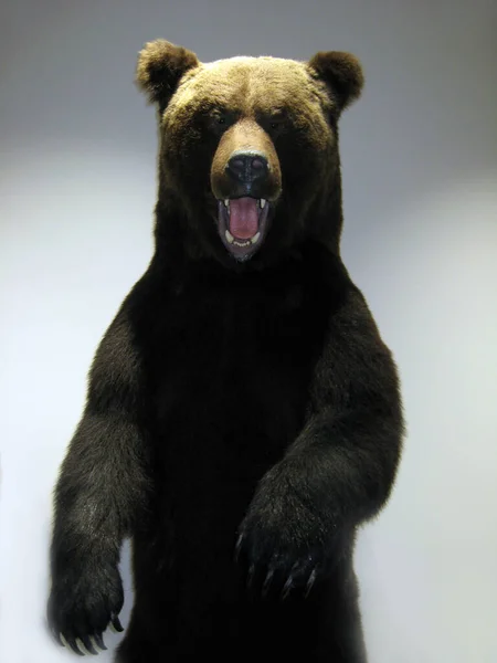 博物館で怖いぬいぐるみクマ 口を開けたまま茶色のクマ 巨大な茶色のクマが立っている 博物館で大きな熊が後ろ足に立っている 大きな動物 — ストック写真
