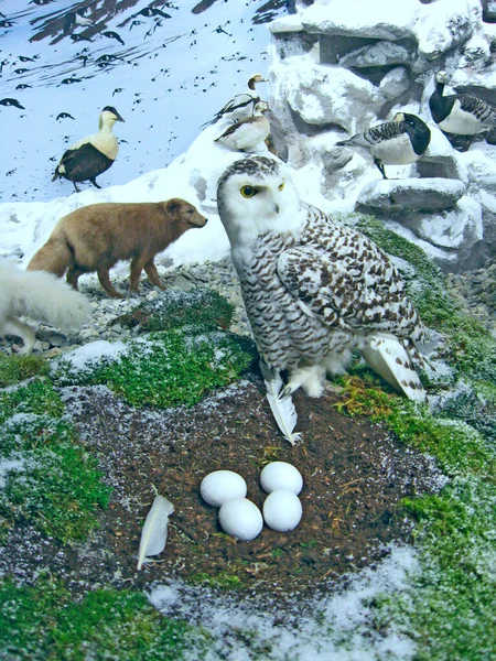 Sneeuwuil Bij Het Nest Met Eieren Fauna Van Poolcirkel Eendenuil — Stockfoto