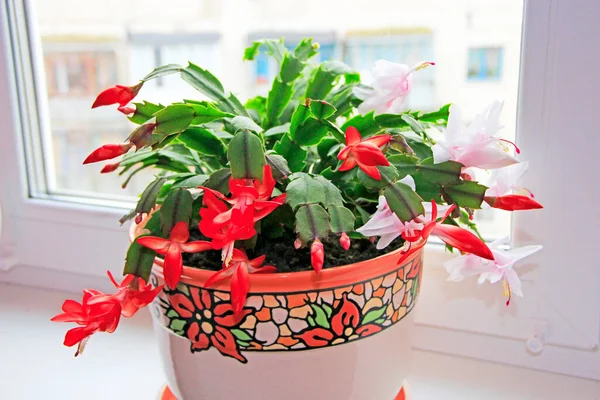 Schlumbergera Rózsaszín Virágok Karácsonyi Virágok Virágcserépben Szobadísz Gyönyörű Rózsaszín Piros — Stock Fotó