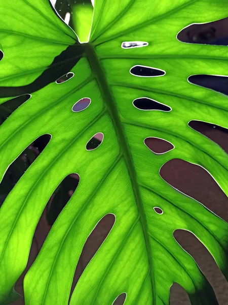 Gröna Monstera Löv Naturlig Konsistens Mönster Från Gröna Blad Växten — Stockfoto