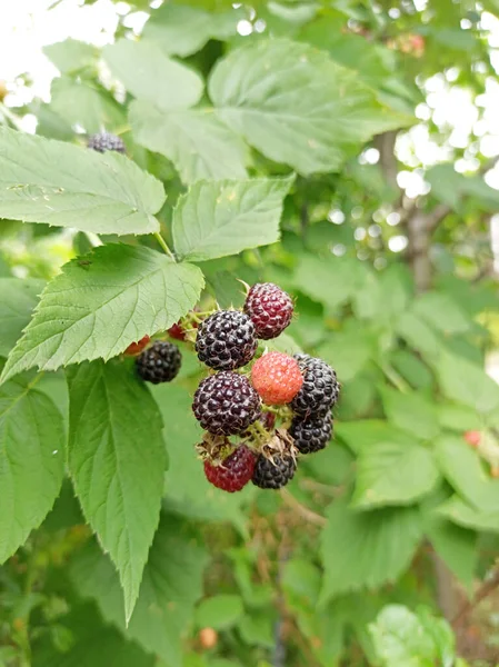 Ernte Schwarzer Himbeeren Mit Reifen Beeren Frische Und Süße Schwarze — Stockfoto