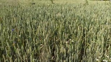 Mısır gevreği yetiştirilen yaz tarlası. Kırsal kesimde tarım tesisleri. Tarım ürünleri. Ekinler büyüyen tarla