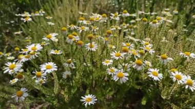 Yaz tarlasında çiçek açan beyaz papatyalar. Beyaz papatyalı güzel bir buket. Papatya çiçeği. Yazın beyaz tarla çiçekleri.