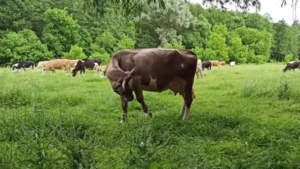 牛は森の近くの村の外の牧草地で放牧しています 畑の牧草地で牛 牧草地で家畜が放牧される 夏の畑の牧場の牛 — ストック動画