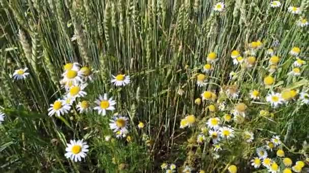 Białe Rumianki Kwitną Polu Ziarna Zboża Rosnące Razem Rumiankami Rośliny — Wideo stockowe