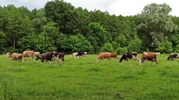 Mucche Pascolano Pascolo Fuori Dal Villaggio Vicino Alla Foresta Mucche — Video Stock