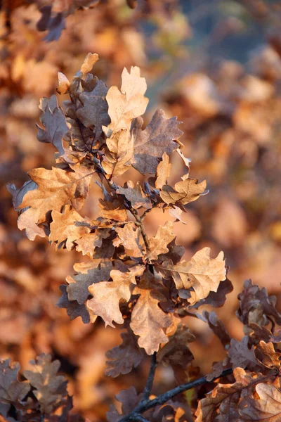 Droge Eikenbladeren Tak Herfst Herfst Komt Het Bos Herfst Gele — Stockfoto