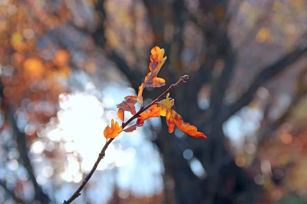 가을에는 떡갈나무 나뭇가지에 가을이 속으로 들어온다 스톡 사진