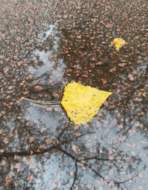 Kuru sonbahar yaprağı su yüzeyinde su birikintisinde yatıyor. Sonbahar konsepti. Sarı yapraklar. Yol yüzeyinde kuru sarı yaprak, havuzu ve ağaç yansıması var. Hava durumu. Dallar su birikintisine yansıyor