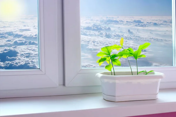 Eichenbäumchen Blumentopf Auf Der Fensterbank Mit Blick Auf Wolken Landschaft — Stockfoto