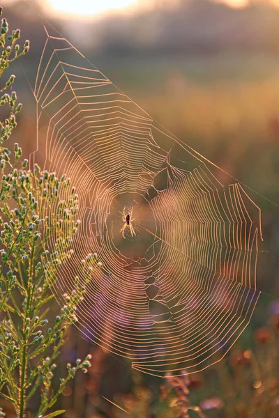 Wet Spider Web Branch Closeup Drops Dew House Spider Natural — Stock Photo, Image