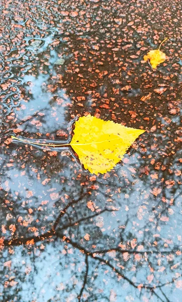 Feuille Automne Sèche Couchée Sur Surface Eau Dans Flaque Concept — Photo