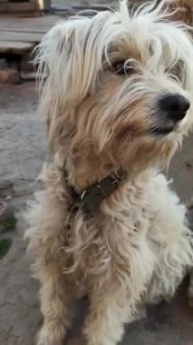 Zincire vurulmuş uzun saçlı köpek. Nazik köpek tasmalı. Ev bekçisi. Evcil hayvan nöbette.
