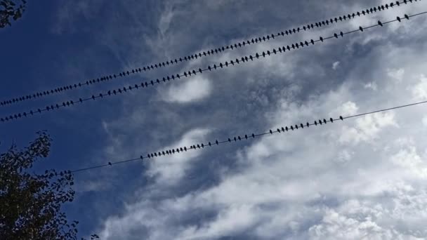 Many Birds Sit Wires Flying Warm Countries Row Birds Sitting — Stock Video