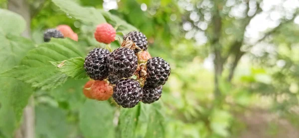 Crop of black raspberry with ripe berries. Fresh and sweet black raspberry hanging on branch. Closeup of ripe raspberry in fruit garden. Harvest of Rubus occidentalis